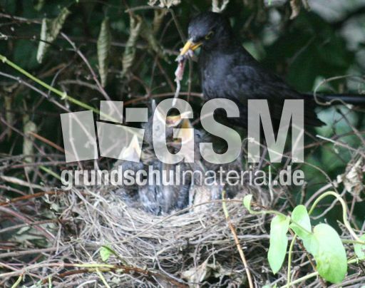 Amsel-5-Tag-4.jpg